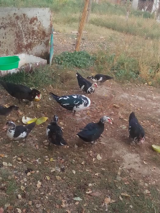 Индаутка сатылады.