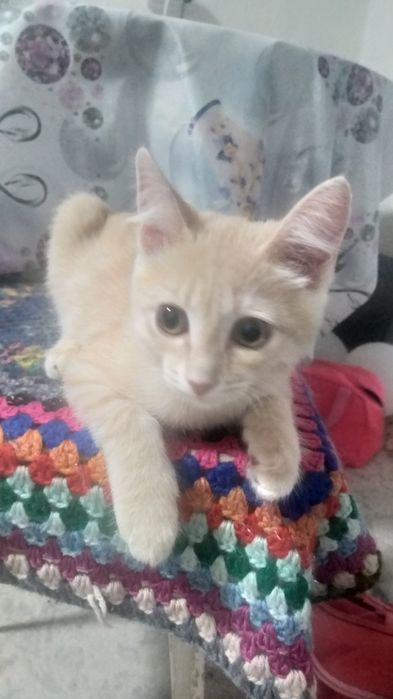 Котёнок котёнок_