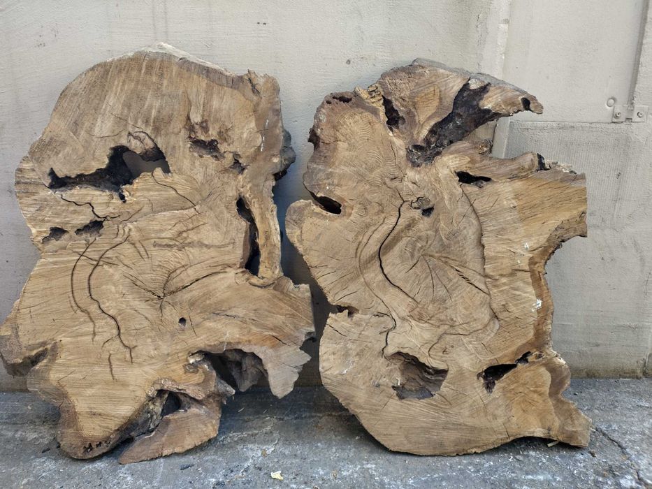 Rondele rădăcină de stejar/ felii rădăcină stejar