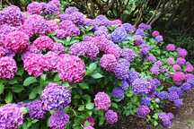 Vindem hortensia la ghiveci mari