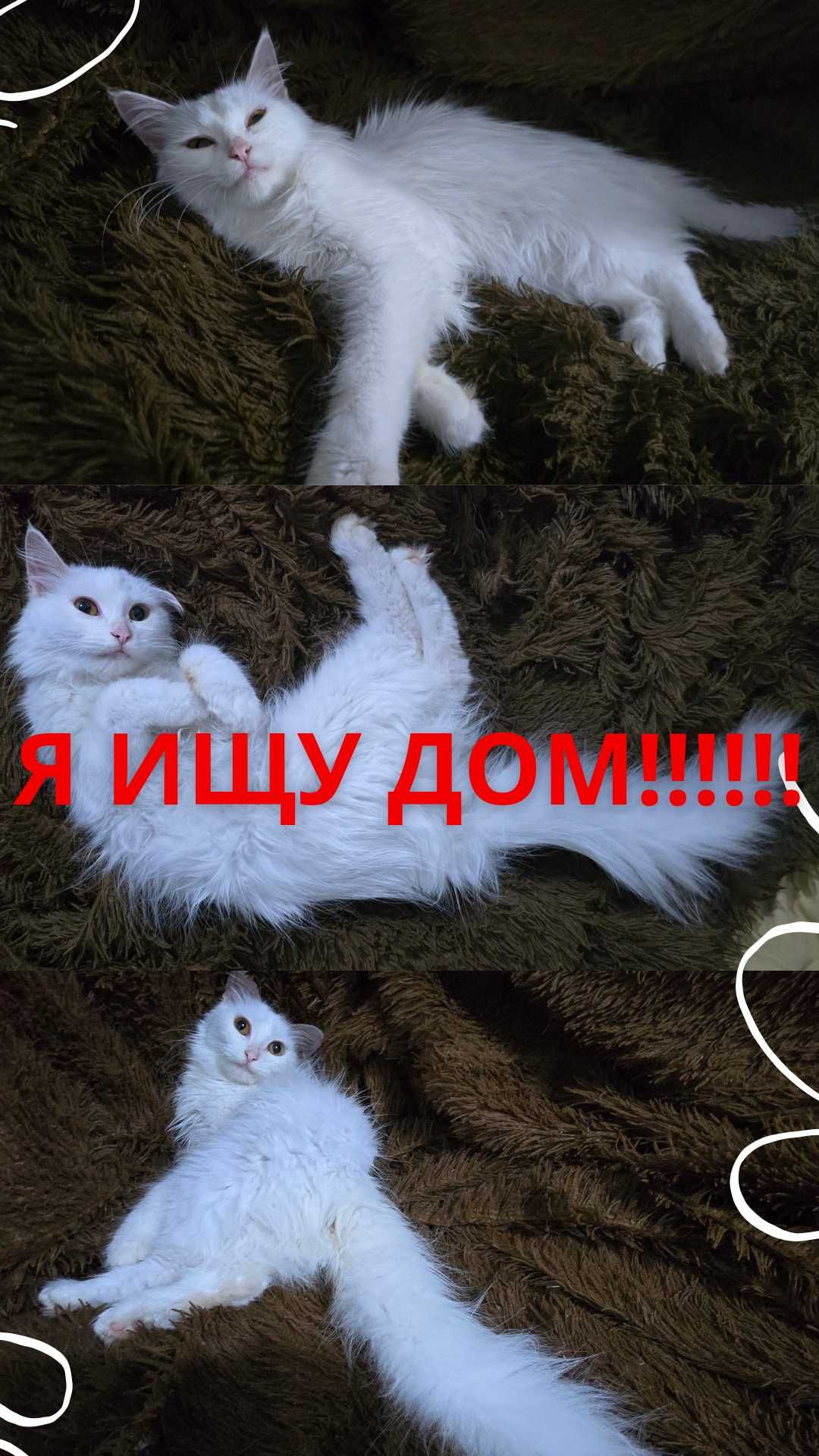 Турецкая ангора ищет дом