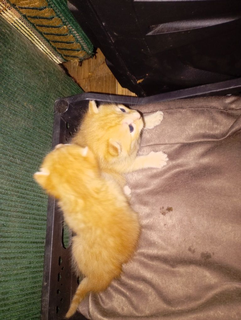 отдам рыжих котят