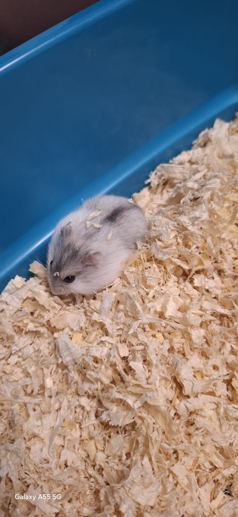Pui hamsteri pitic 30 lei