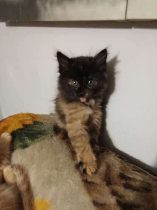 Отдам бесплатно котят