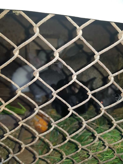 Iepurită cu 6-7 pui