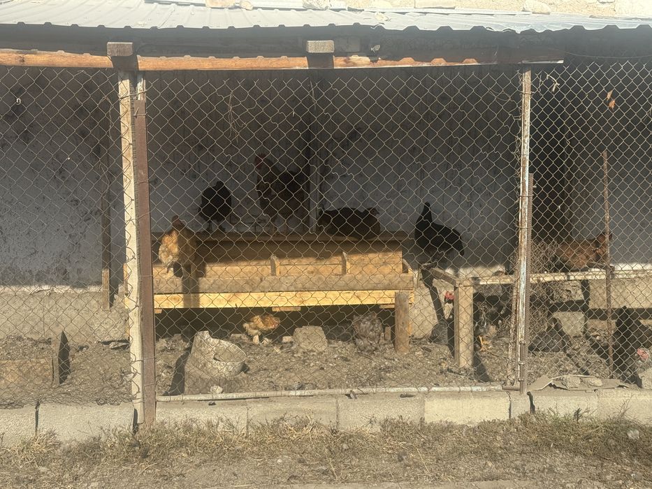 22 тауык коразымен