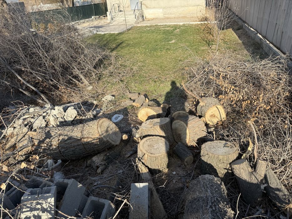 Отын тегін қарағаш шырпыларымен