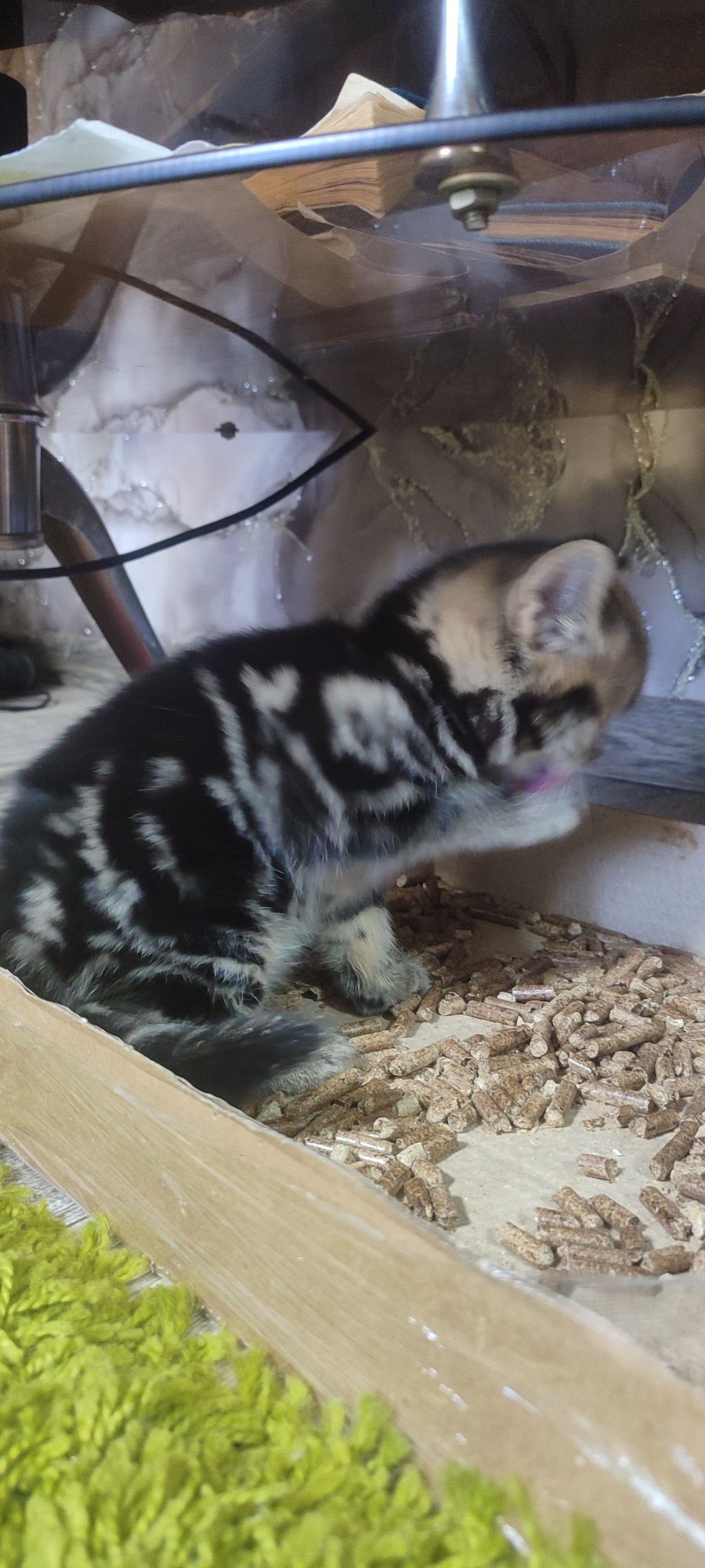 Готовы к продаже котята