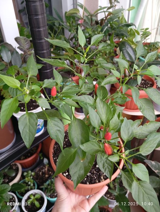 Продам цветы комнатные