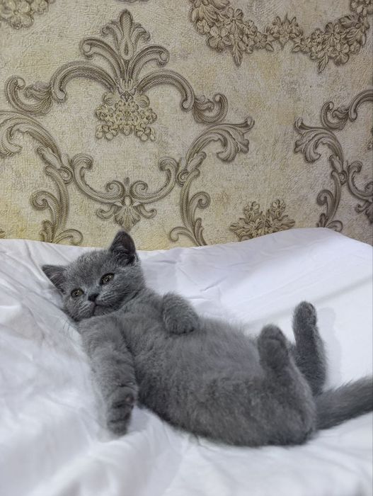 Эмили-скоттиш страйт!чистокровная!девочка!