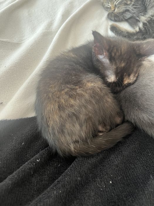 Отдам котят девочки 2 мес