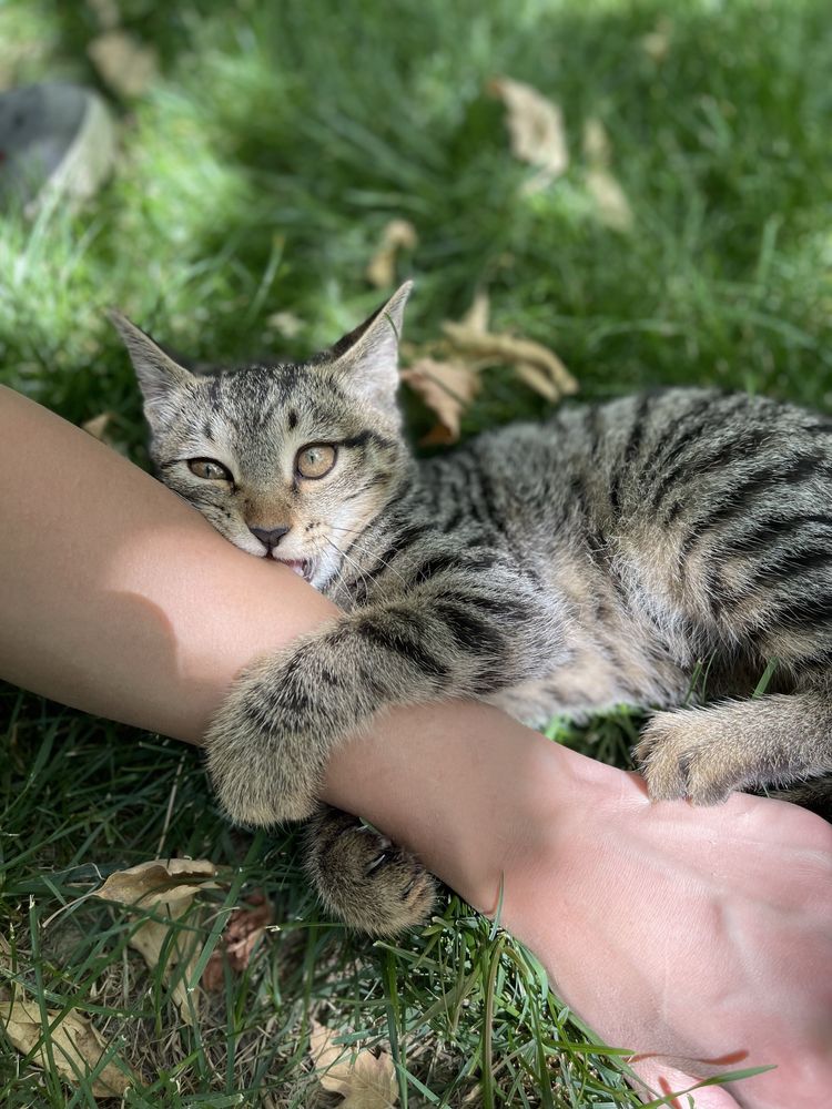 Котенок, самец. Очень красивый и игривый.
