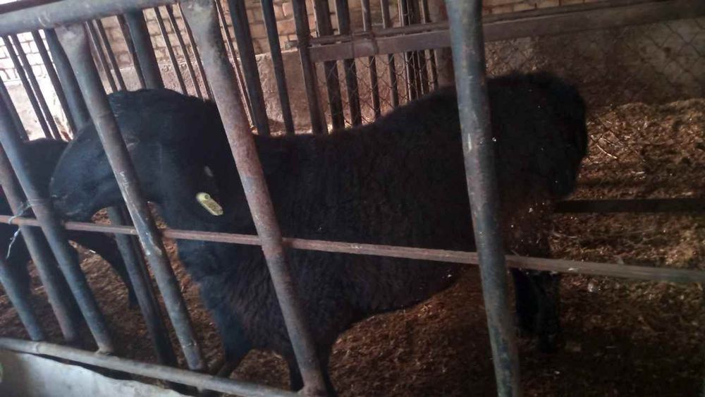 Uyda boqilgan qoylar sotiladi