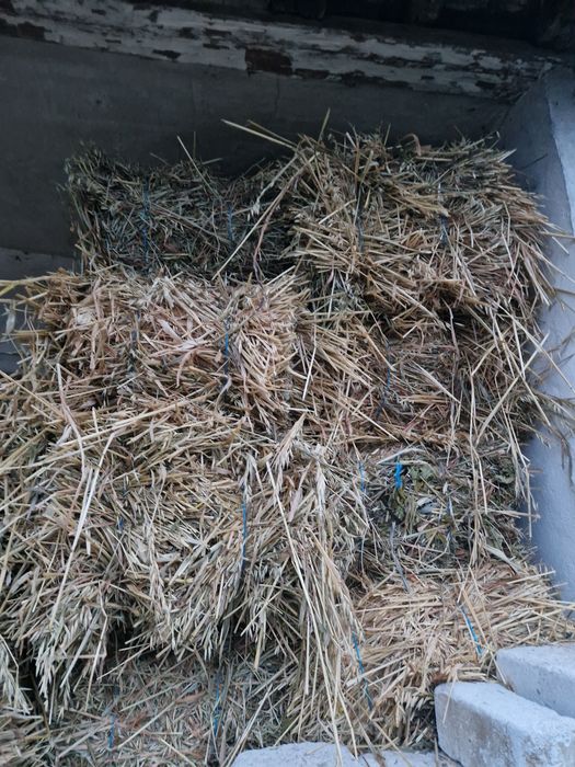 Baloti ovaz cosit cu lucerna noua 14 lei balotul