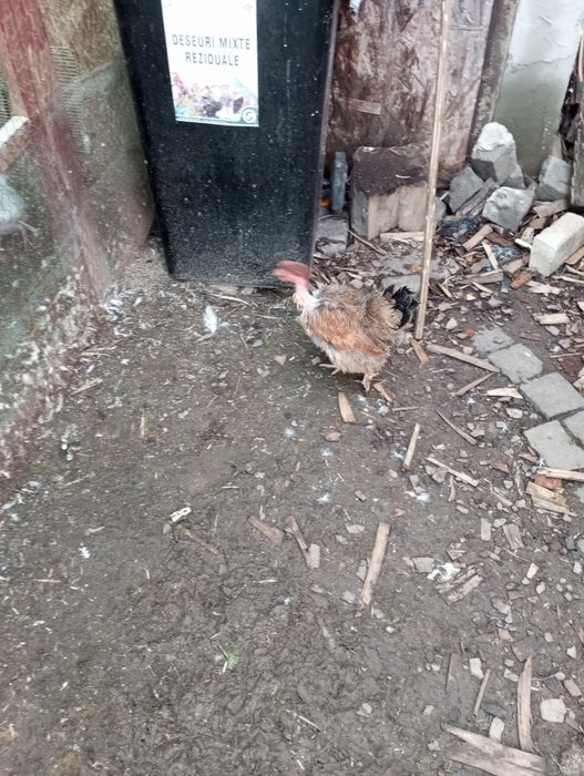 Familie de găinuțe pitici 3 găinușe și 3 cocosi180 Ron și două găini