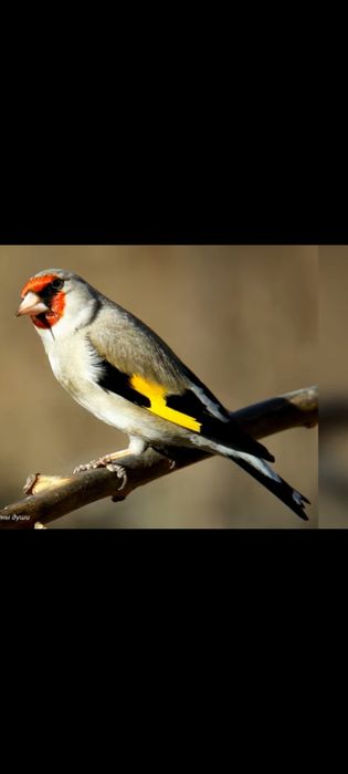 Продаются седоголовые щеглы хорошие крупные хороши подарок детям