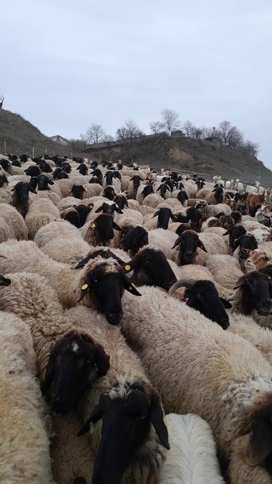 Vând  300 de oi carabașe. Turnu Măgurele