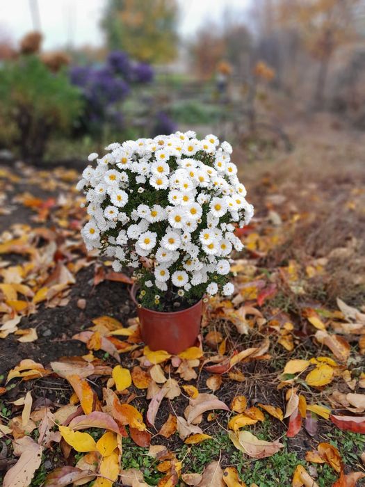 Многолетняя астра Аден