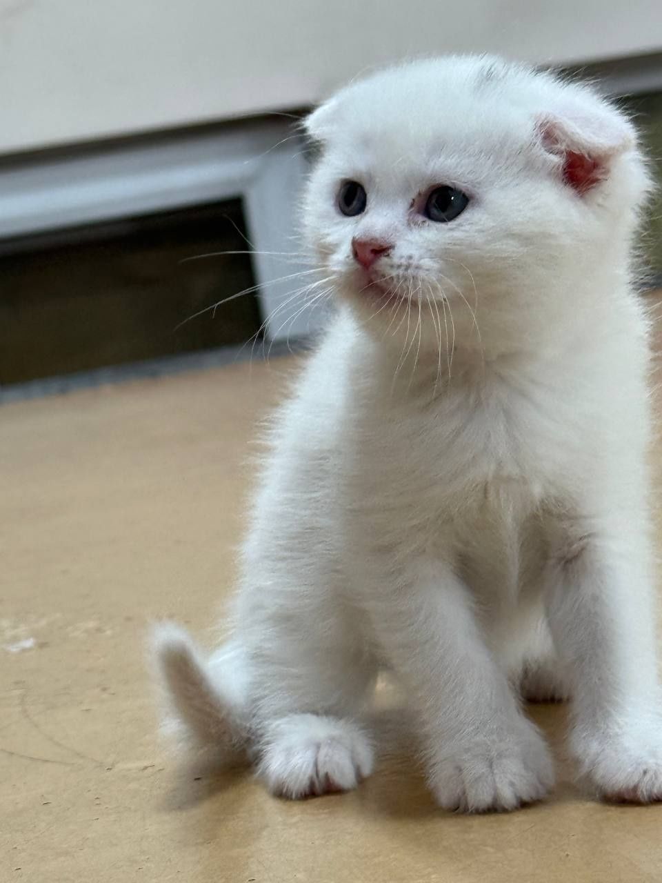 Продаются котята