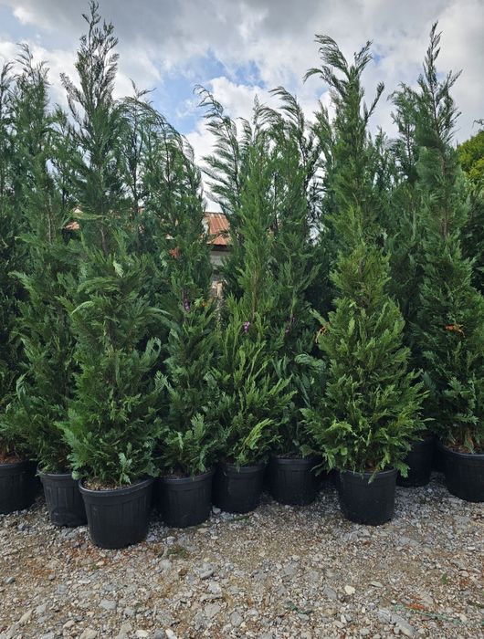 Cupressus leylandii 2.3m - 2.5m/ calite extra/ oferim livrare