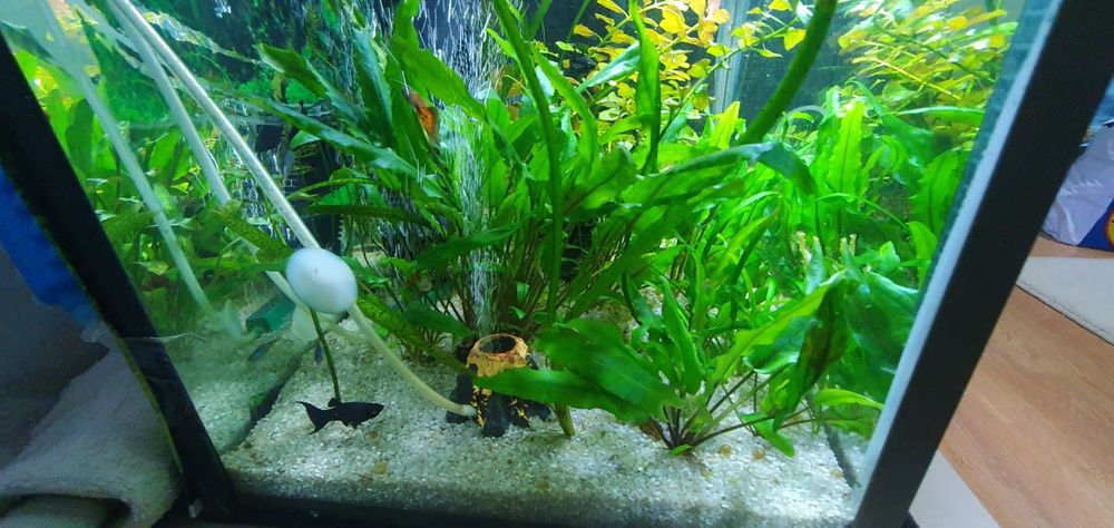 Vând acvariu de 40l cu tot cu plante, pesti și accesorii!!!