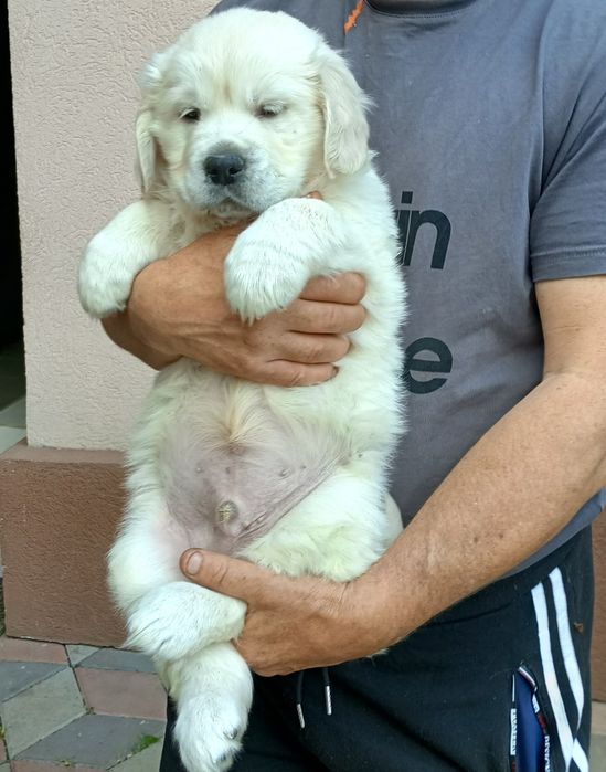 Golden Retriever cu Pedigree