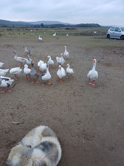 Vând rate și gaste