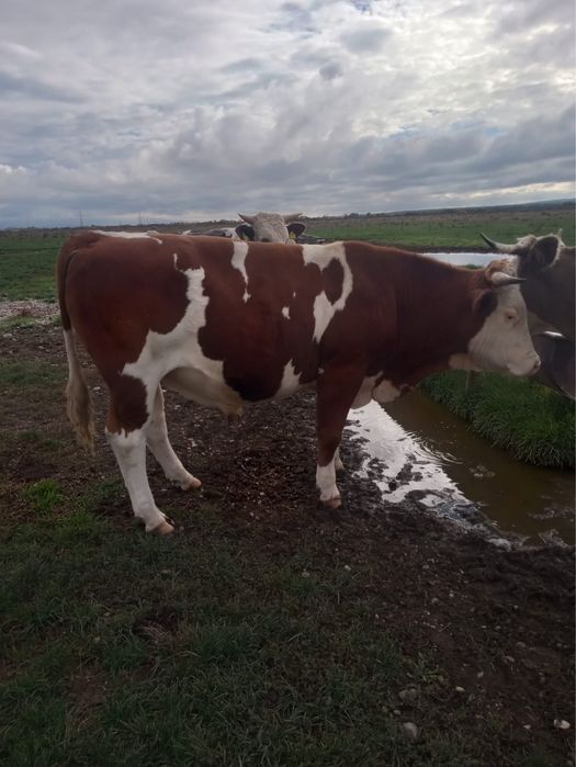 Viței si vitele albastru belgian si baltata romaneasca