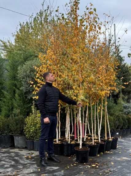 Vânzare Tei, Mesteacăn, Platan, Carpen | Arbori Ornamentali