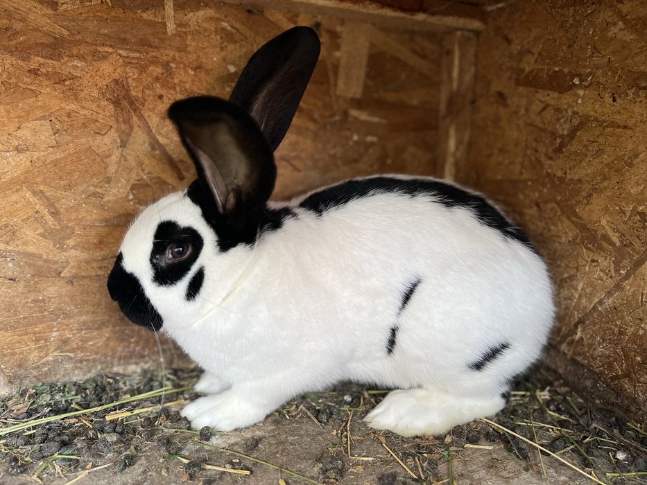 Iepuri Fluture German