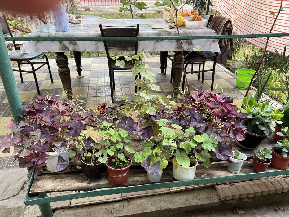 Денежный цветок. Хонаки гул. Тез усади ва купаяди