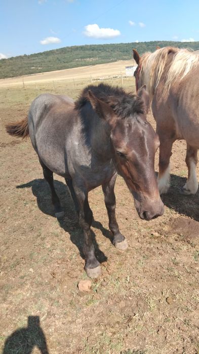 Iapa Gestanta mânza