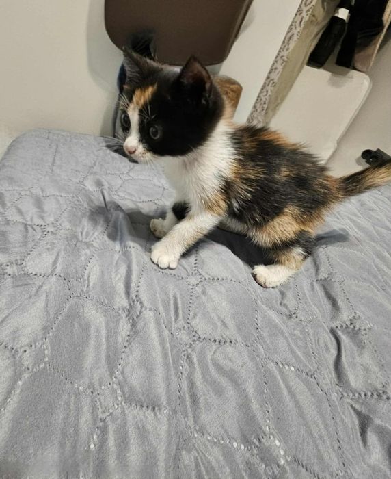 Малка женска котка