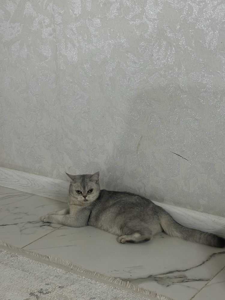 Кошка ,мысық ұрғашы,еркек