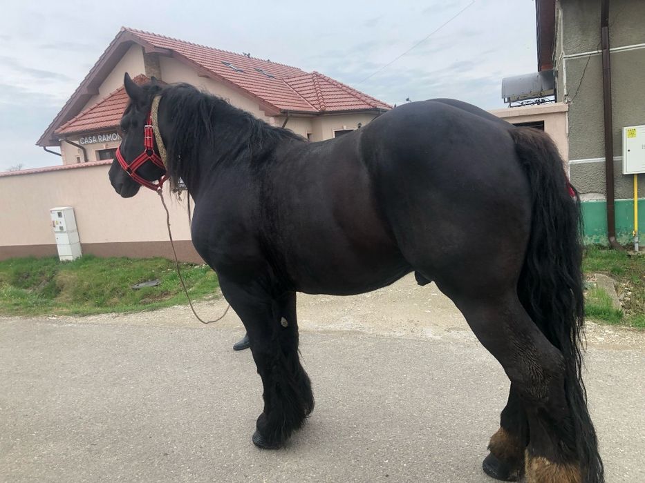 Vând Armăsar în vârstă de 4 ani
