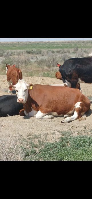 Коровы Молочные Сементальный породы