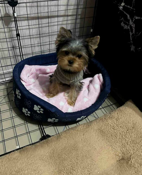 Йорки-йоркширски териер