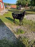 Vind tap anglo tanar