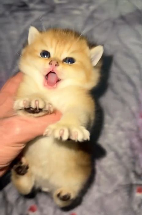 Mushukchalar sotiladi juda shirin