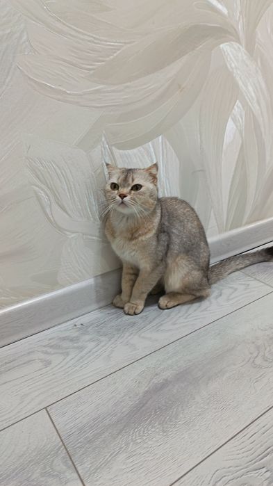 Золотистая и серебристая шиншиллы продаются по низким ценам.