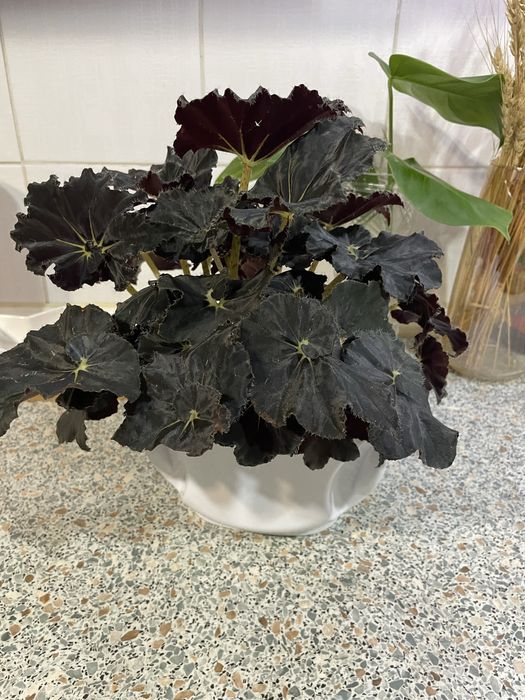 Продам бегонию Black Mamba