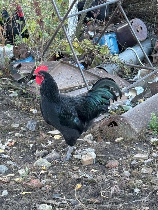 Cocosi Australorp 7 luni