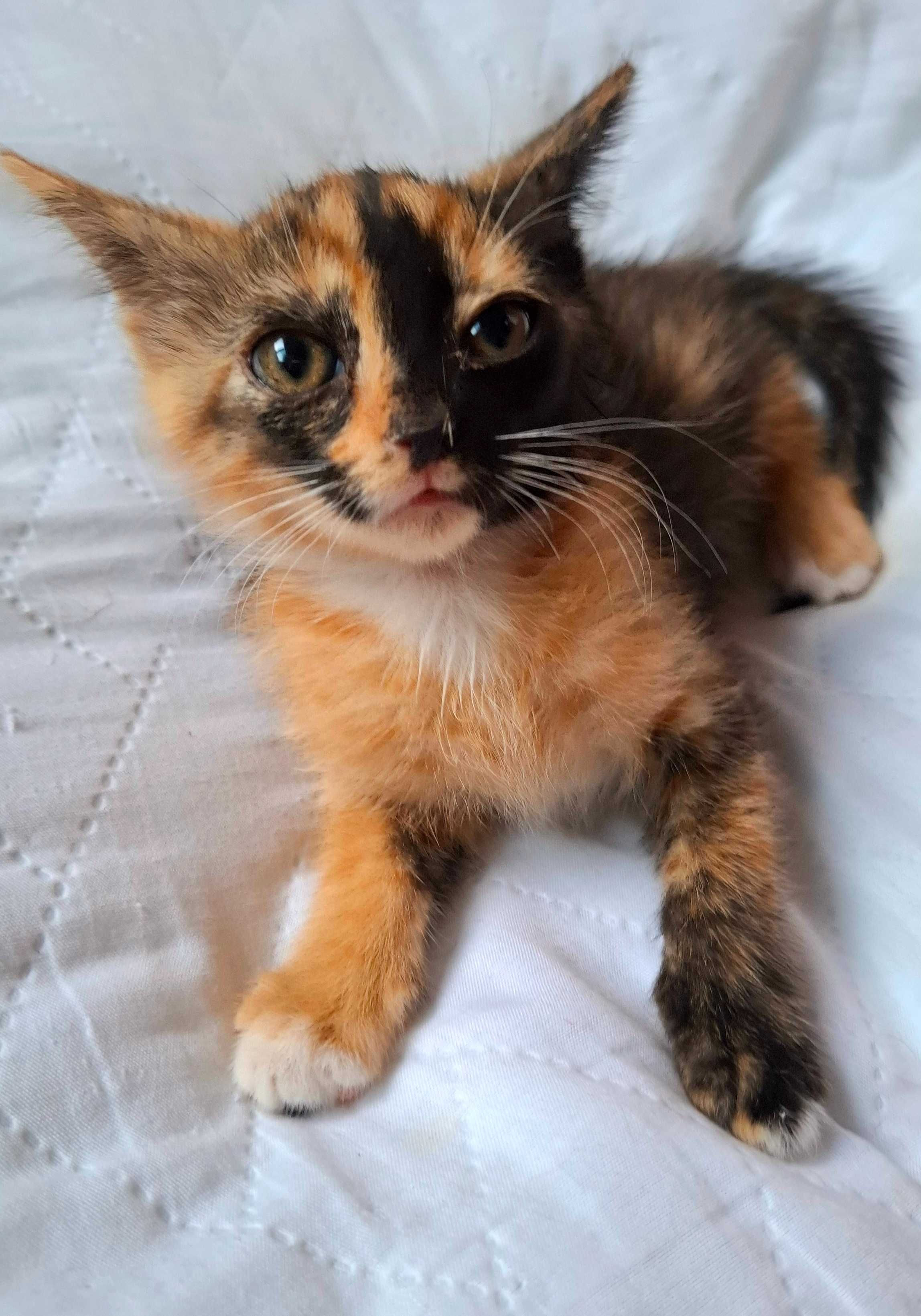 Adoptie pui de pisica calico Magdi
