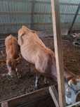 Vaca cu vitel de vanzare