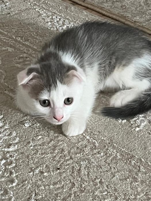 Отдам котёнка в добрые руки.