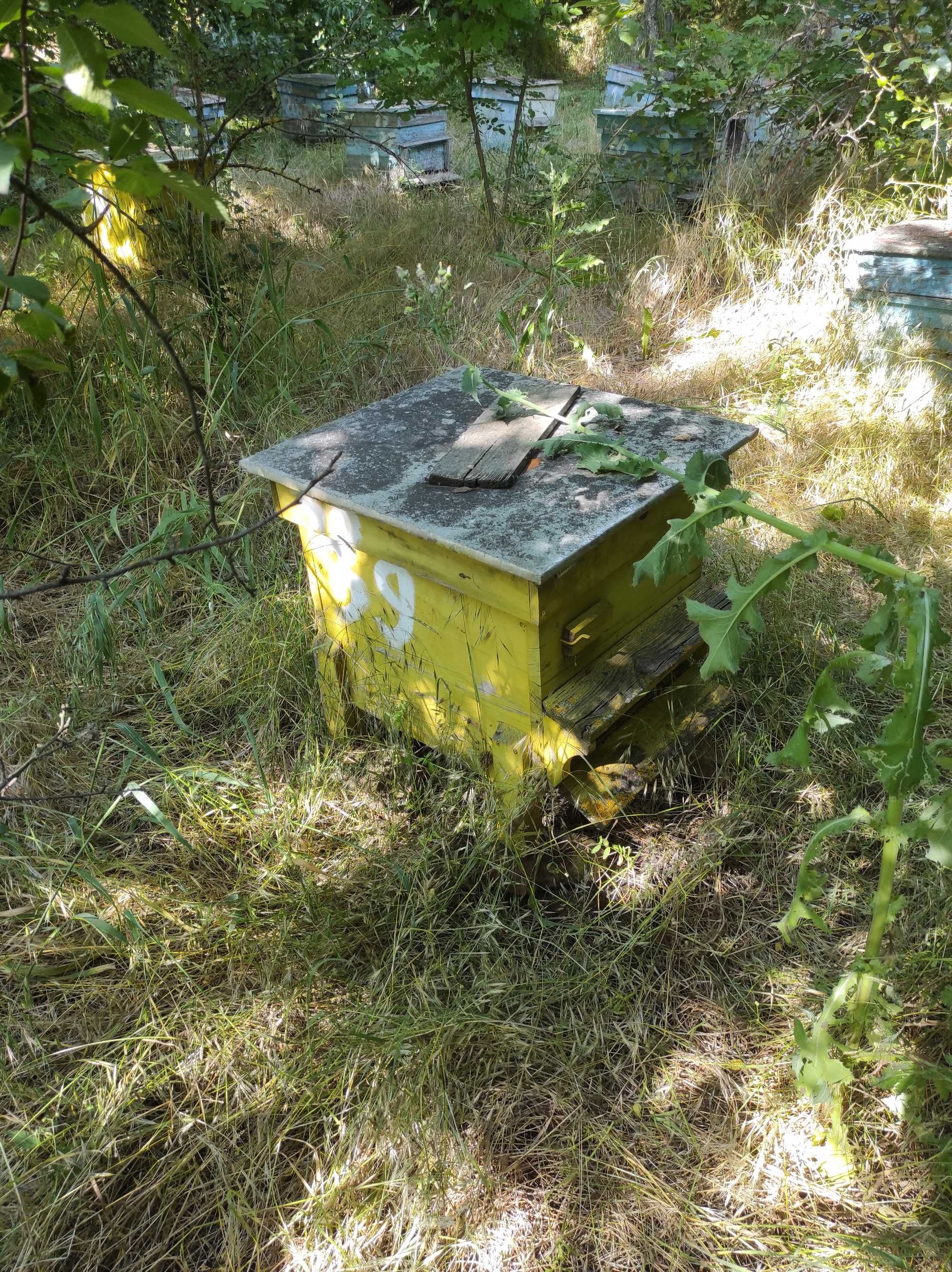 Пчелни семейства, магазинни рамки изградени и центрофуга.