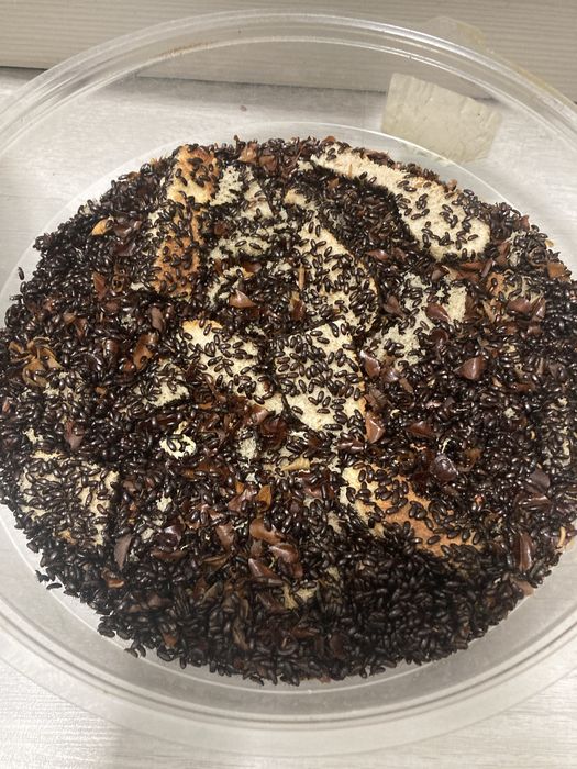 Отдам бесплатно жучков знахарь