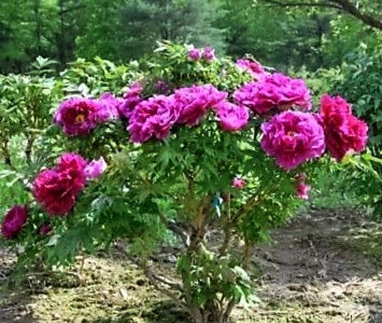 Bujor De Gradina De Tip Pomișor