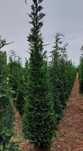 Leylandy Cupressus 
Livrare în toată țara