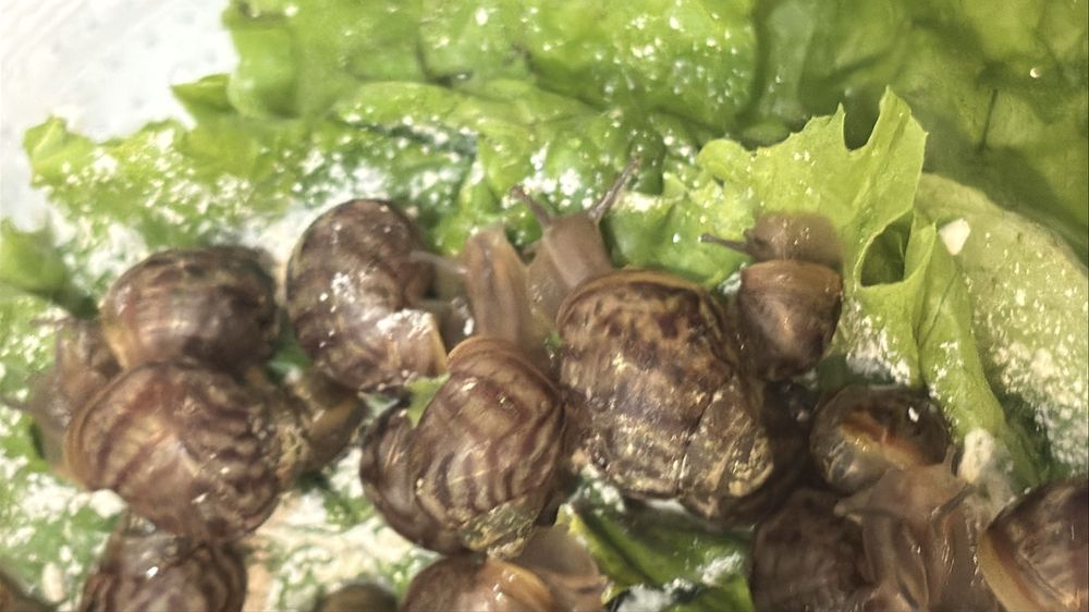 Отдам бесплатно улиток Ахатин